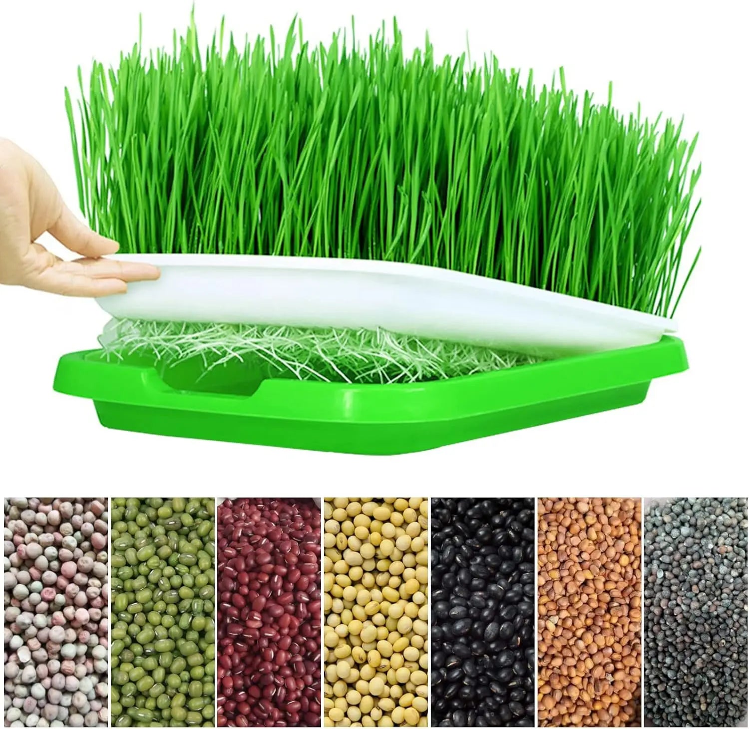 Microgreens Growing Tray for Sprouts, Seed Starting and Hydroponics